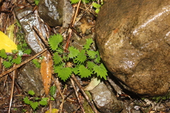 Urtica sykesii
