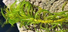 Lagarosiphon major