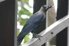 Corvus splendens