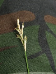 Carex brizoides