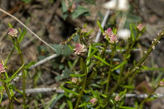 Stackhousia monogyna