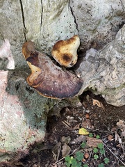 Ischnoderma resinosum