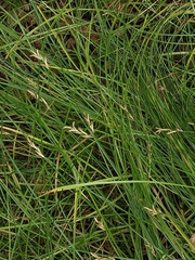 Carex brizoides