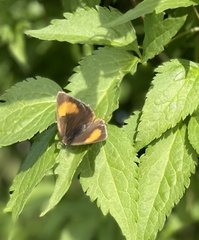 Thecla betulae