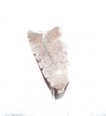 Caradrina
