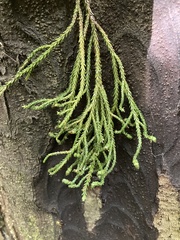 Dacrydium cupressinum