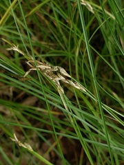 Carex brizoides