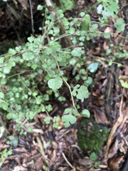 Streblus heterophyllus