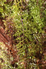 Hymenophyllum flexuosum
