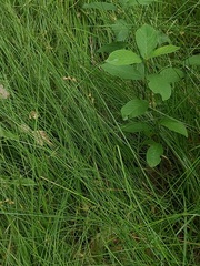 Carex brizoides