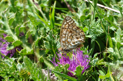 Argynnis niobe