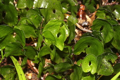 Hymenophyllum nephrophyllum