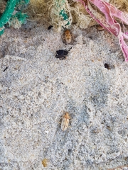 Eurynebria complanata