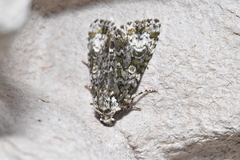 Craniophora ligustri