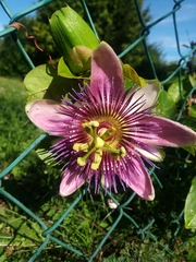 Passiflora alata × caerulea