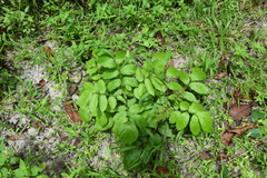 Tecomeae