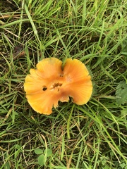 Hygrocybe acutoconica