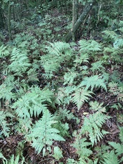 Parapolystichum microsorum