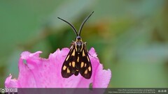 Zeuxippa formosa