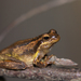 Jervis Bay Tree Frog - Photo (c) James Bennett, some rights reserved (CC BY-NC), uploaded by James Bennett