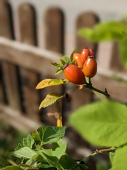Rosa canina