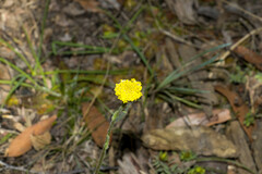 Craspedia variabilis