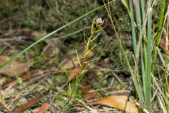 Stackhousia monogyna