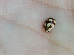 Adalia decempunctata