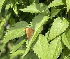 Thecla betulae