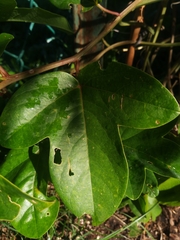 Passiflora alata × caerulea