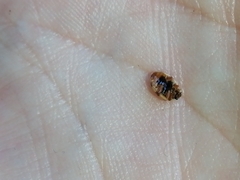 Adalia decempunctata