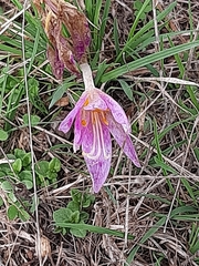 Colchicum lusitanum
