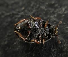 Cryptopleurum crenatum