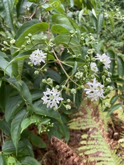 Heptacodium