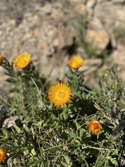 Xerochrysum subundulatum