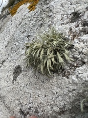 Ramalina