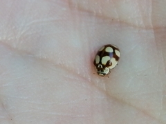 Adalia decempunctata