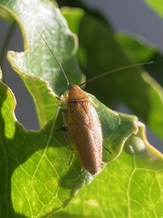 Ellipsidion humerale