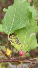 Harmandiola tremulae