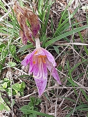 Colchicum lusitanum