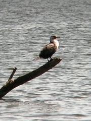 Phalacrocorax carbo lucidus