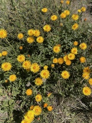 Xerochrysum subundulatum