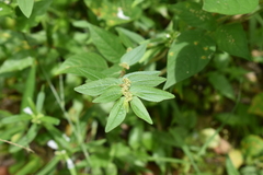 Euphorbia hirta