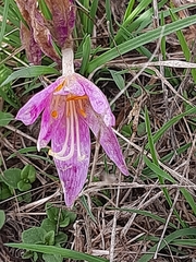 Colchicum lusitanum