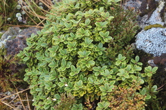 Brachyglottis bidwillii