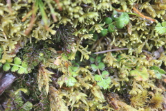 Anisotome aromatica