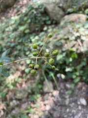 Ligustrum vulgare