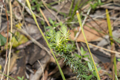 Acrotriche serrulata