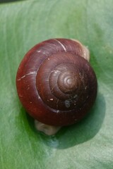 Quantula striata