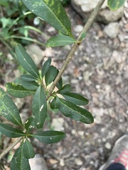 Ligustrum vulgare